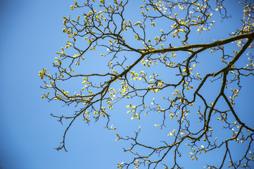 Close up on branches of a tree with bud and young leaves with blue sky