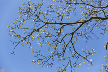 Close up on branches of a tree with bud and young leaves with blue sky