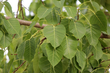 sacred fig or bo leaf