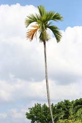 Obraz premium Betel palm and blue sky with clouds background bright color in nature background