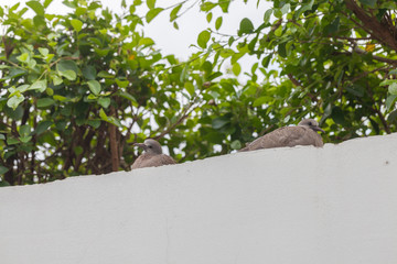 close up of pigeon wall on the wall