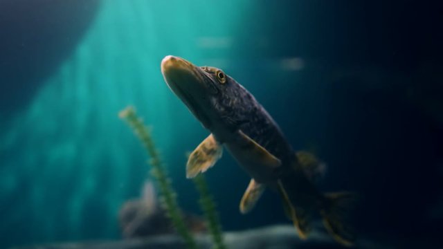 domestic aquariums contain exotic fish in warm blue water. differ in bright coloration, small size habit of living at stable temperature, swimming. Natural environment, external form of internal