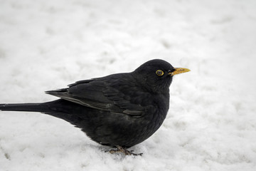 Blackbird