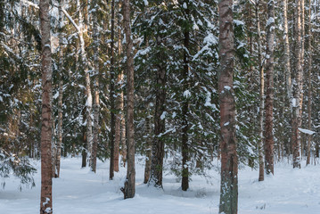 Winter cold day in the park. The sun illuminates trees and a snow glade