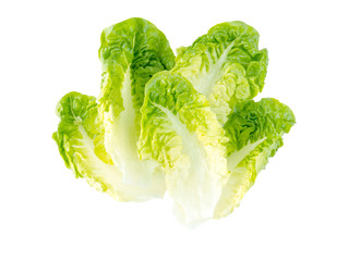 Green lettuce salad leaves © photohampster