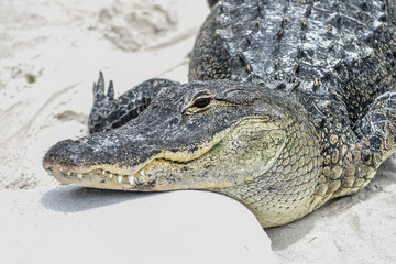 Classic Florida Everglades Alligator