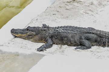 Classic Florida Everglades Alligator