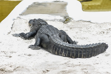 Classic Florida Everglades Alligator