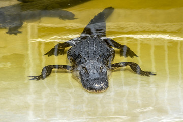 Classic Florida Everglades Alligator