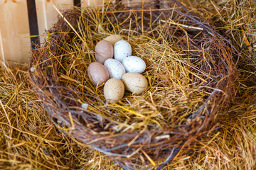 nest with chicken eggs