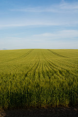 Naklejka premium 初夏のムギ畑