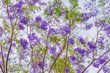 Purple Flowers on a Cloudy Day