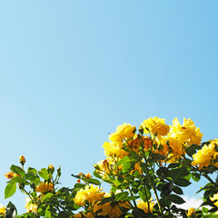 Bushes of decorative yellow roses against the blue sky. Garden. Beautiful yellow rose flowers growing on a bush outdoors. Horticulture, garden tillage