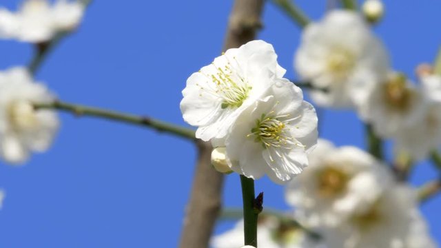 青空と白梅 アップ