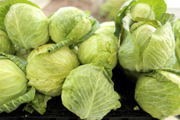 Heads of cabbage at the market.