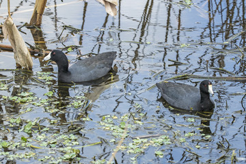 American coots (Fulica americana), swimming in wetland  