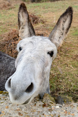 Portrait of grey donkey