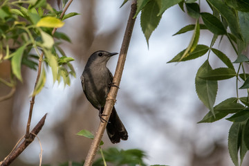 Gray Catbird 01