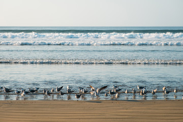 group of seagulls / sea gull birds on beach