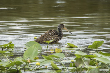  Adult Limpkin (Aramus guarauna) in Florida wetland.