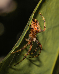 Spider on leaf