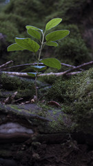 Close-up to ground level of a small plant growing through the rocky soil, at Rural Park of Anaga, a tropical laurel forest known for its biodiversity and preservation, Tenerife,  Canary Islands, Spain