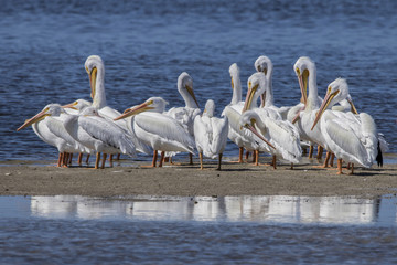 Breeding adult American White Pelicans (Pelicanus erythrorhynchos) 