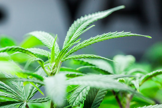 Marijuana Plant Closeup of Leaf
