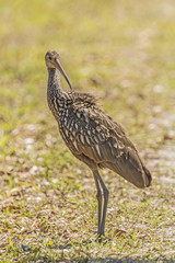  Adult Limpkin (Aramus guarauna) in Florida marshland.
