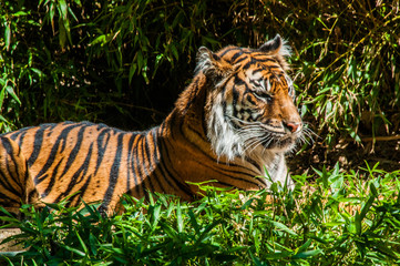 Fototapeta na wymiar Tiger Resting