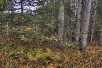 Obraz premium Kakabeka Falls Provincial Park