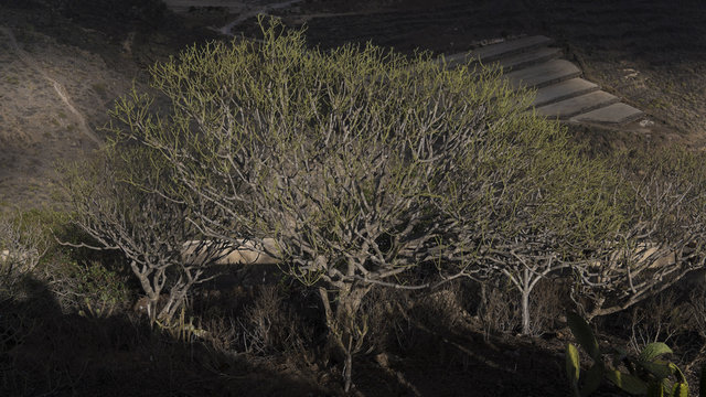 Selective light over a Sweet Tabaiba shrub, scientifically known as Euphorbia balsamifera, endemic to the Canary islands, growing freely in the driest parts of the island of Tenerife, Spain