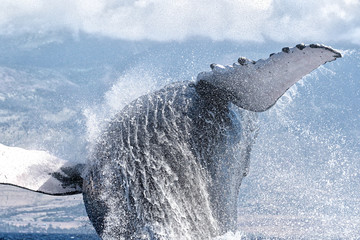 Massive humpback breaching very near a whale watch boat near Lahaina on Maui.