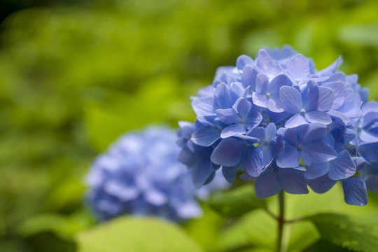 70 Best 青い紫陽花 Images Stock Photos Vectors Adobe Stock 70 Best 青い紫陽花 Images Stock Photos Vectors Adobe Stock