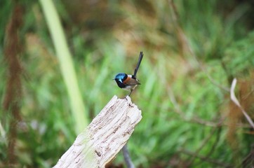 鳥