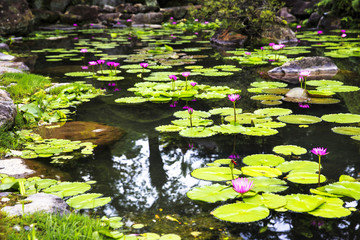 Water lily pond at Umi Jigoku in Beppu, Japan