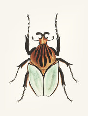 Illustration of an insect