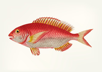 Illustration of a fish