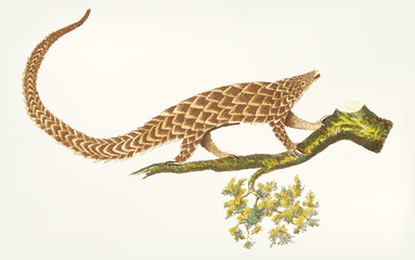 Illustration of an animal