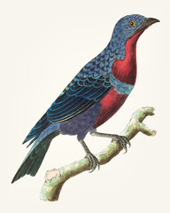 Illustration of bird beak