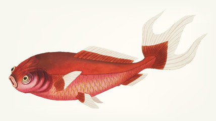 Naklejka premium Illustration of goldfish