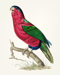 Obraz premium Illustration of bird parrot
