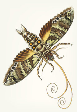 Illustration of moth Cocytius antaeus