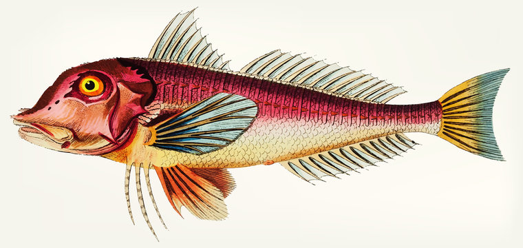 Illustration of fish isolated