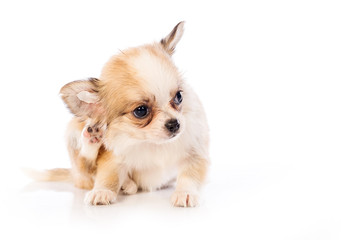 Chihuahua puppy, 45 day, isolated on white white background.