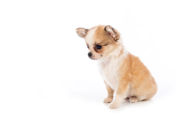 Chihuahua puppy, 45 day, isolated on white white background.