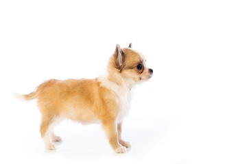 Chihuahua puppy, 45 day, isolated on white white background.