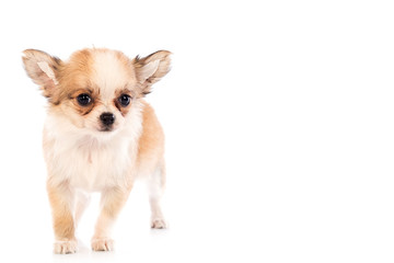 Chihuahua puppy, 45 day, isolated on white white background.