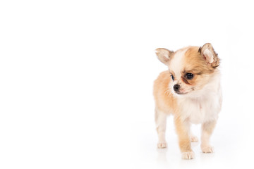 Chihuahua puppy, 45 day, isolated on white white background.