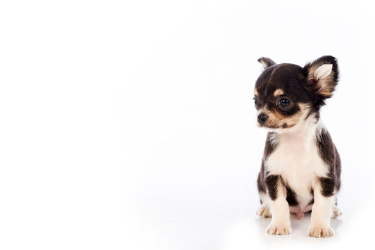 Chihuahua puppy, 45 day, isolated on white white background.